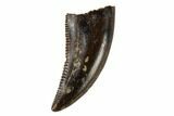 Serrated, Small Theropod (Raptor) Tooth - Montana #113779-1